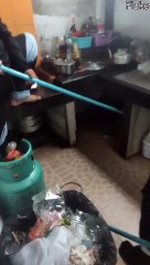 Rescuers Struggle to Catch Wild Lizard