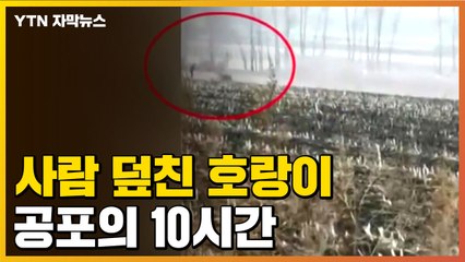 [자막뉴스] 호랑이가 사람 덮치고 승용차 '박살'...스마트폰에 담긴 공포의 현장 / YTN