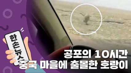 [15초뉴스] 중국 마을에 출몰한 호랑이...공포의 10시간 / YTN
