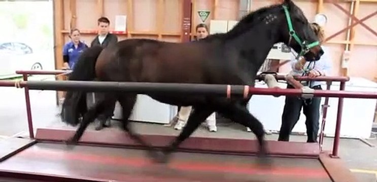 At koşu bandında koşarsa...