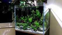 Aquascape Tutorial: Betta Sorority Aquarium (How To: Planted Tank Step By Step Guide)