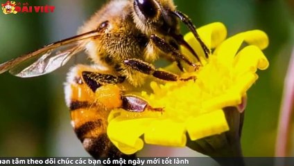 Mơ thấy ong có tỉ lệ trúng cao nhất