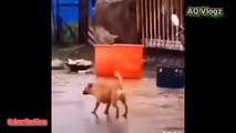 Animals Fun Dub Malayalam 2021 Funny Animal Videos  - Cutest Animals Ever