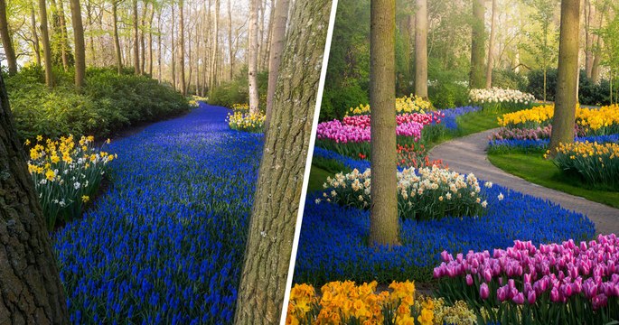 Le plus beau jardin de fleurs du monde est à couper le souffle