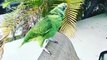 Baby Animals  Funny Parrots And Cute Birds Compilation (2021) Loros Adorables Recopilación #1