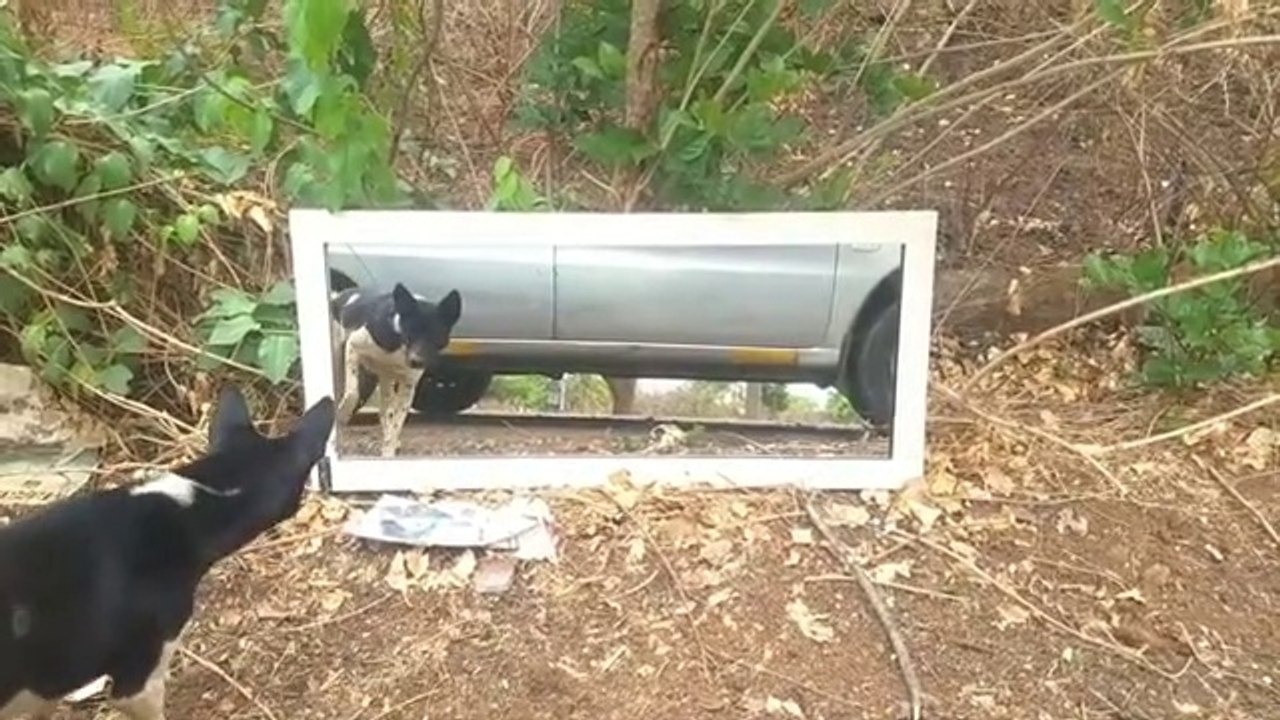 Dog Mirror Prank | Mirror Prank vedios | Dog Prank Vedios | Dog Funny Vedios | Dog Comedy vedios.