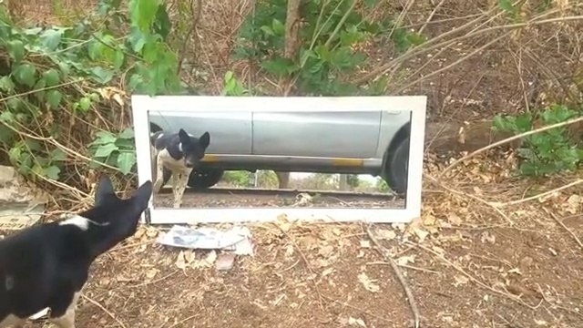 Dog Mirror Prank | Mirror Prank vedios | Dog Prank Vedios | Dog Funny Vedios | Dog Comedy vedios.