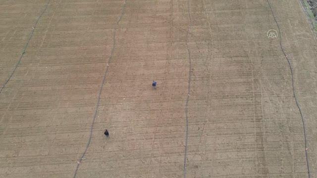 KASTAMONU - Taşköprü sarımsağında rekolte beklentisi ilkbahar yağışlarıyla arttı