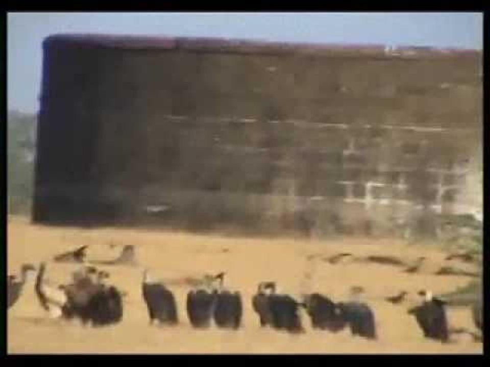 Vultures