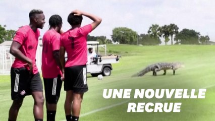 Un alligator s'incruste à l'entraînement du Toronto FC