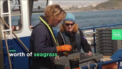 Enormous underwater meadows planted in the UK to fight climate change