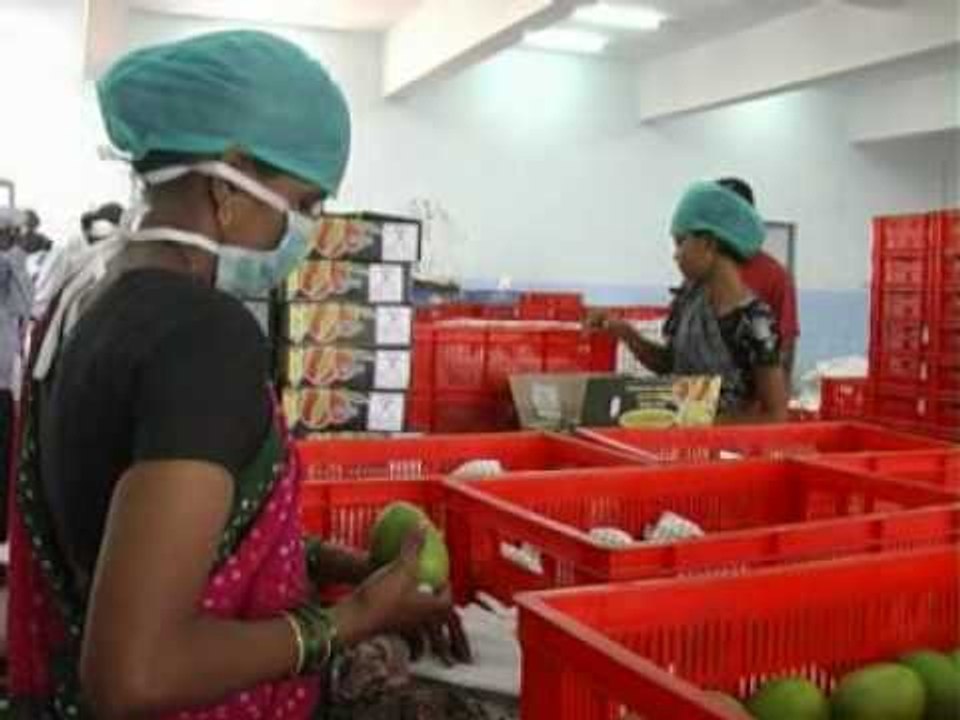 mango export