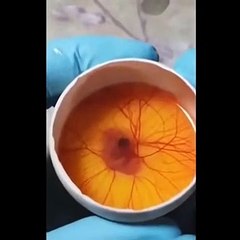 Un oeuf ouvert  incubé avec une méthode artificielle