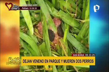 San Borja: vecinos denuncian que dejan veneno en parque y dos mascotas murieron