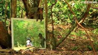 [Best New Prank] - Huge Mirror Prank Monkey Family - Funny Videos