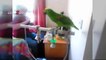 Funniest Parrots - Cute Parrot And Funny Parrot Videos Compilation [Best Of]