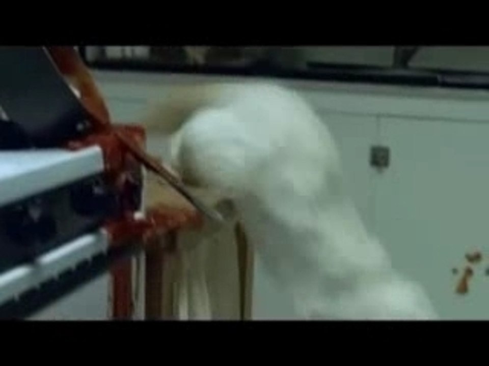 Publicité: chat et préjugés