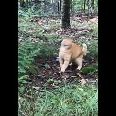 Funniest Animals  - Funny Animal Videos Can'T Help But Laugh 2021  - Cutest Animals Ever