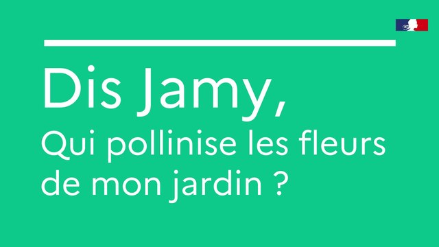 Dis Jamy, qui pollinise les fleurs ?