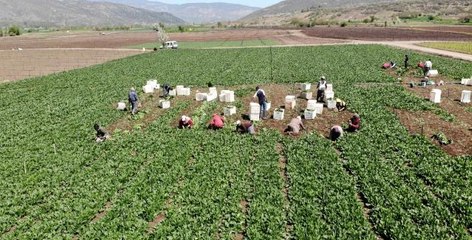 Ispanağın fiyatı yüzde 50 düştü, yine de tezgahta kaldı