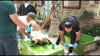 İzmir'de silahla vurulan Caretta Caretta'nın ilk tedavisi Kuşadası'nda yapıldı