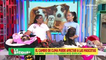 ¿Los cambios de clima pueden afectar a las mascotas?