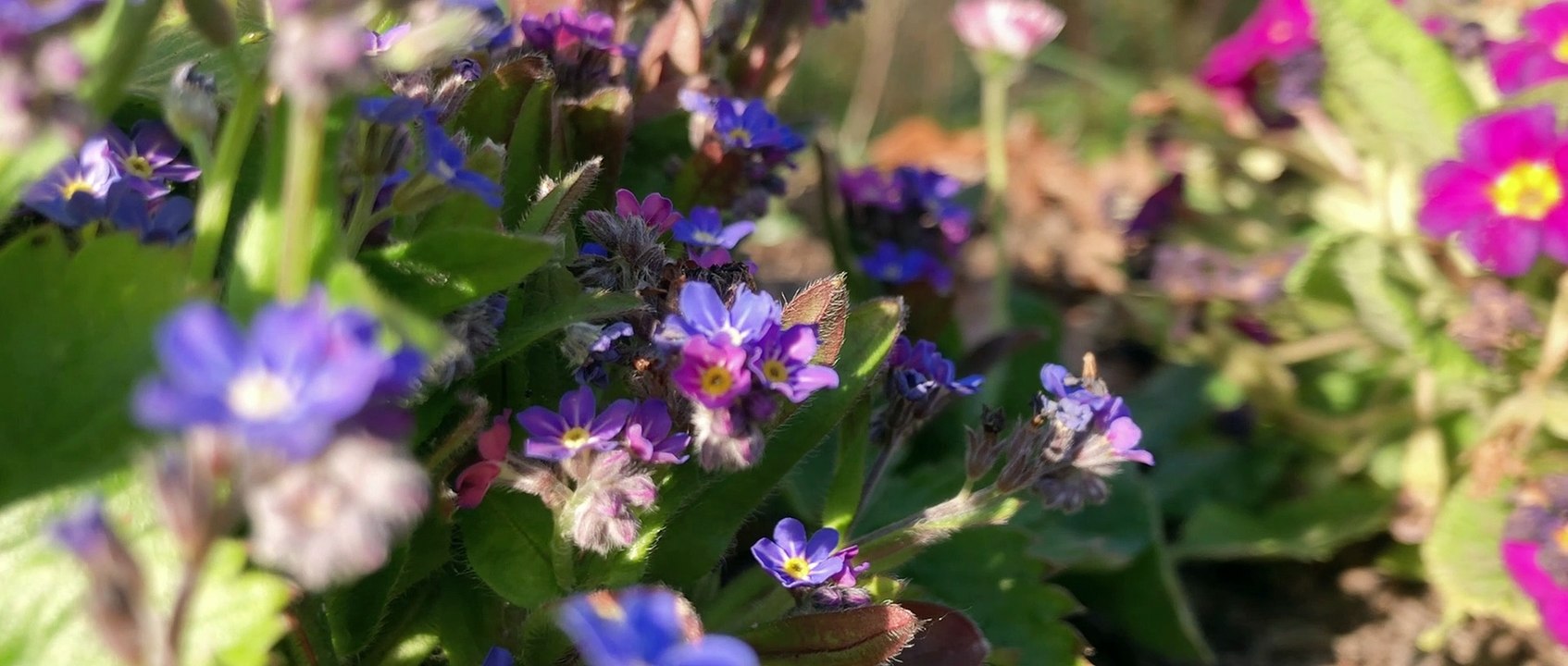 Musique ZEN libre de droits - Jardin merveilleux [ANTHONY DORIAND]