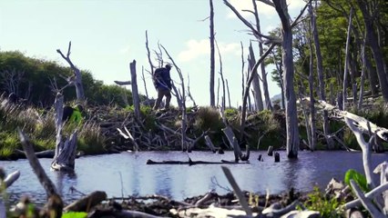 Chile sofre com praga de castores