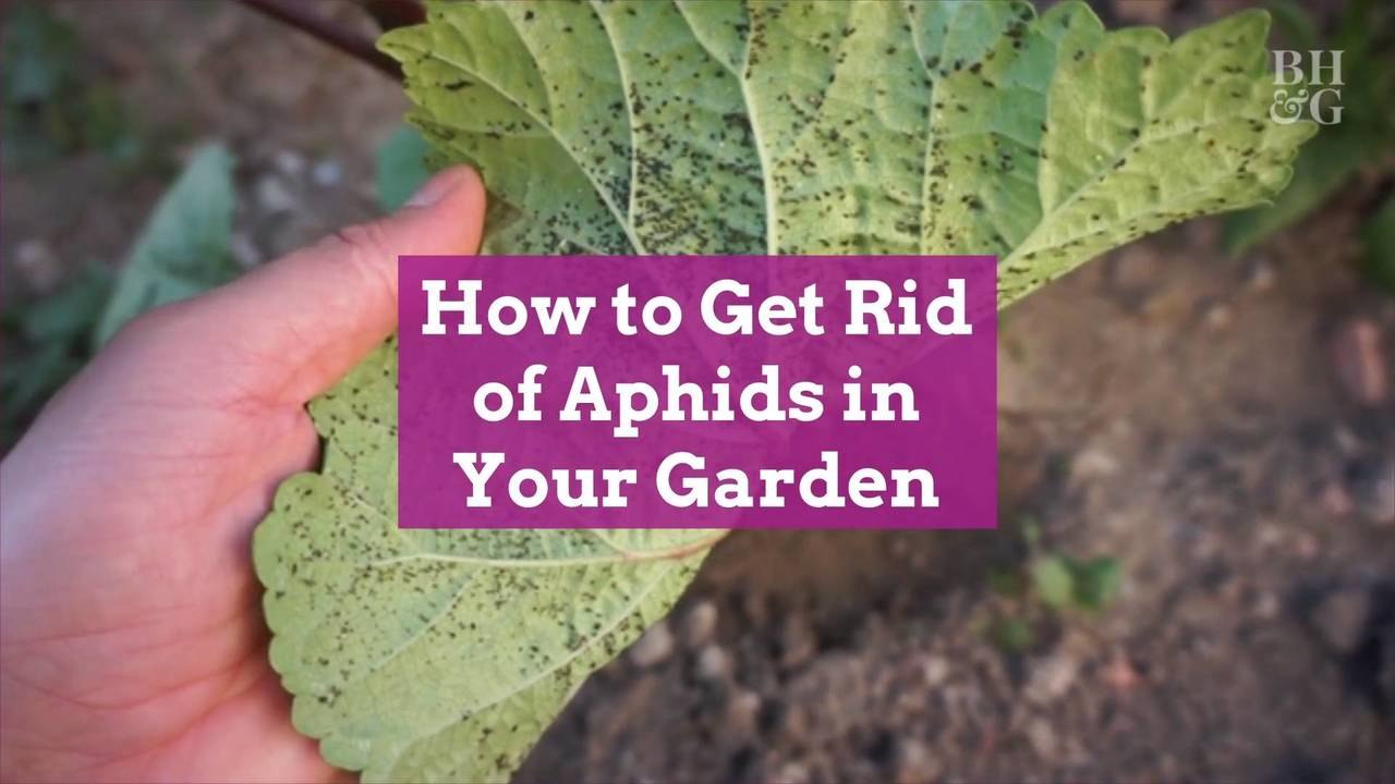 How to Get Rid of Aphids in Your Garden
