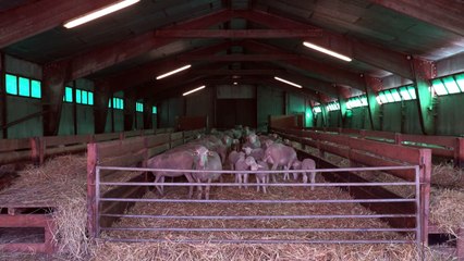Dans les Alpes, les éleveurs-moniteurs de ski sont en sursis