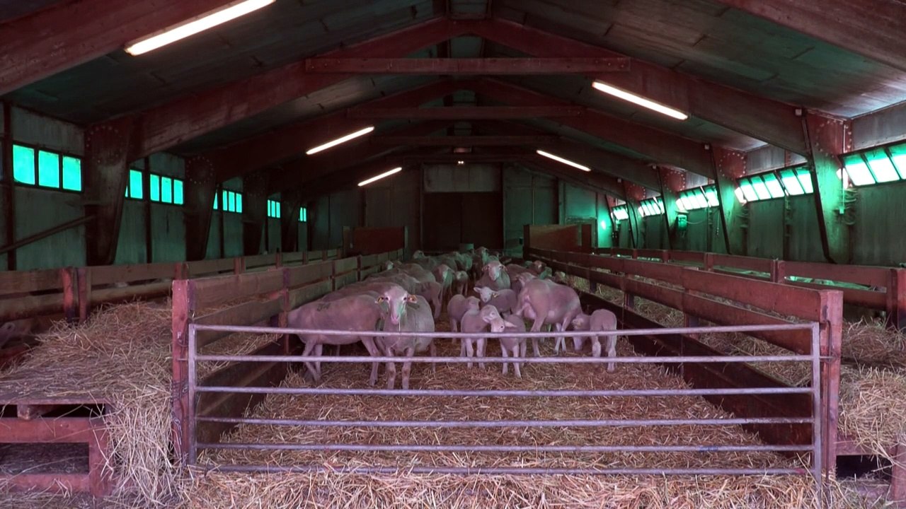 Dans les Alpes, les éleveurs-moniteurs de ski sont en sursis