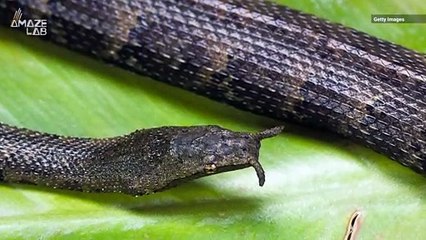 This Lightning-Fast Underwater Hunter is a Tentacled Snake That You’ve Probably Never Seen Before!