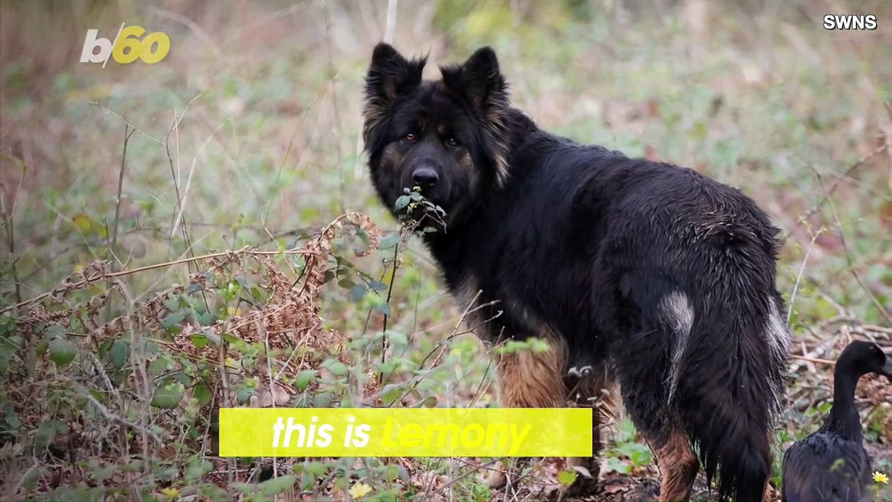 This German Shepherd and Duck Come Together to Form a Weird Friendship