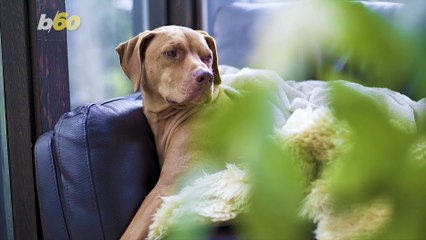 Parents Admit To Calling Their Kids by Their Pet’s Names up to 17 Times a Month