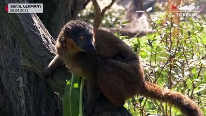 Rare collared lemur born at Berlin zoo