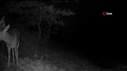 Nesli tükenmekte olan hayvanlarda kırmızı listede yer alan "toy kuşu" fotokapanda