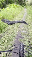 Cyclist Has a Close Encounter with Alligators