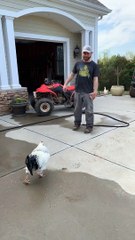 Kyle the Angry Rooster Rules the Roost