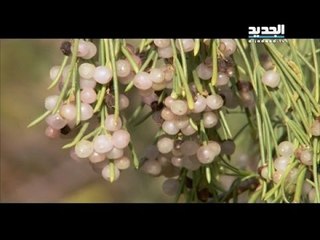 Canary Islands Episode 8