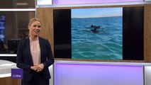 Billeder af fem delfiner ved Agger Tange | Thyborøn Kanal | 17-04-2021 | TV MIDTVEST @ TV2 Danmark