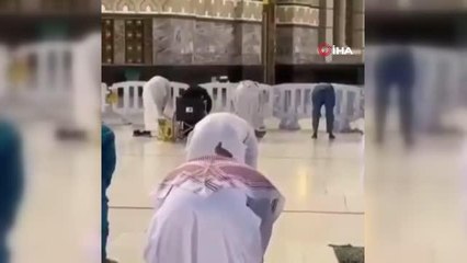 Kabe'de namaz kılan kişinin başından ayrılmayan güvercin herkesi şaşırttı