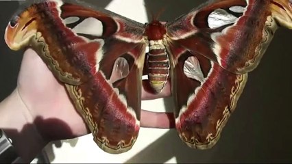 Dünyanın en büyük kelebeği kendine hayran bırakıyor