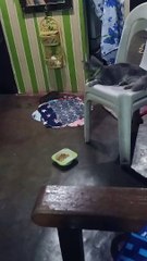 Cat Watches Rat Take Food, Does Nothing