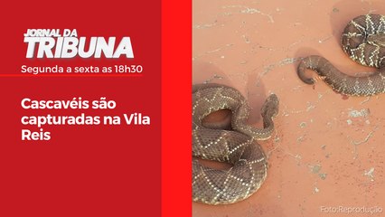 Cascavéis são capturadas na Vila Reis