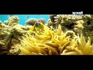 وحش الشاشة : مشاركة الاعلامي طوني خليفة كوجه اليوم السياحي الأردني