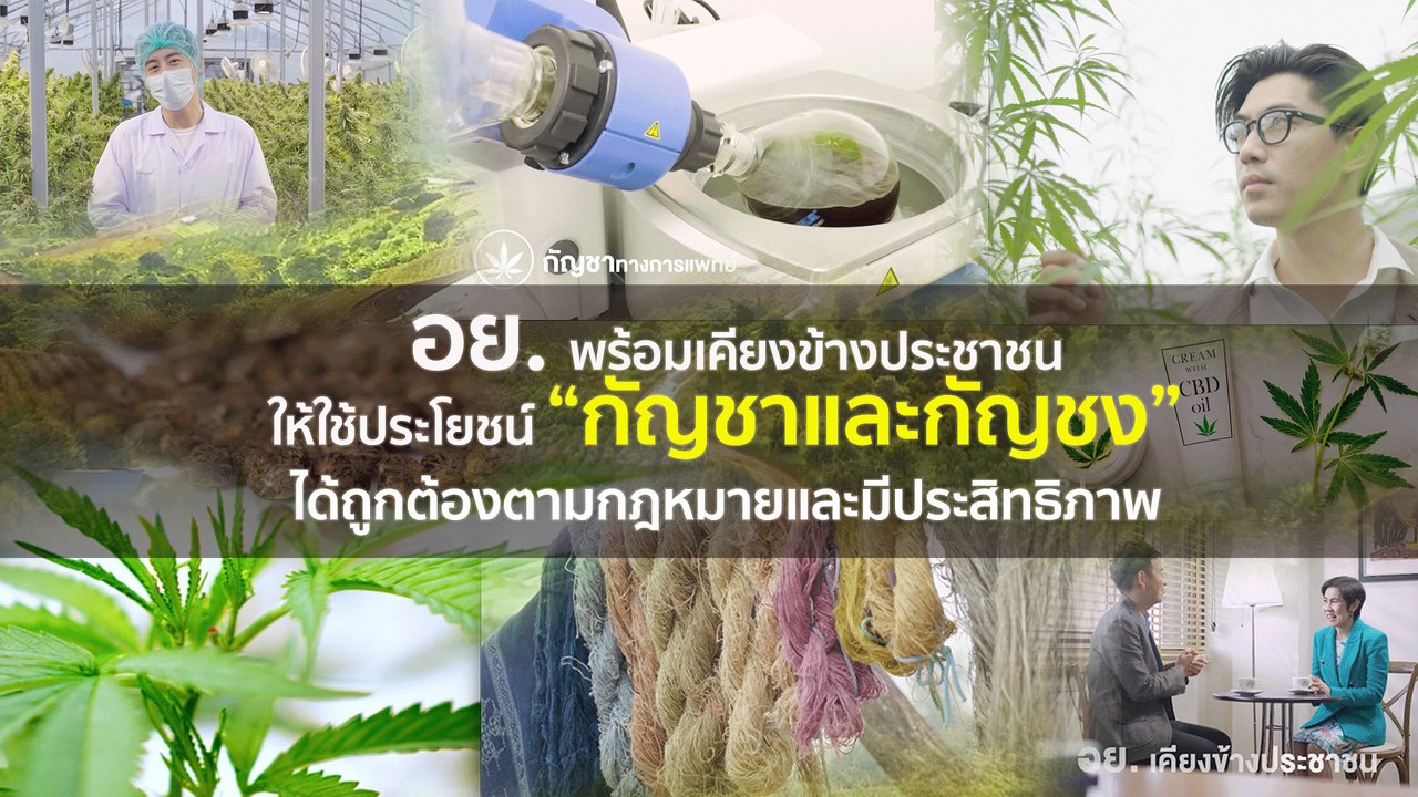 อย. พร้อมเคียงข้างประชาชน ให้ใช้ประโยชน์ "กัญชา-กัญชง"ได้ถูกต้องตามกฎหมาย มีประสิทธิภาพ