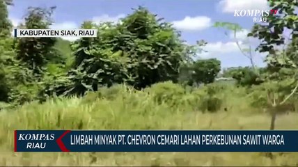 Limbah Minyak PT. Chevron Cemari Lahan Perkebunan Sawit