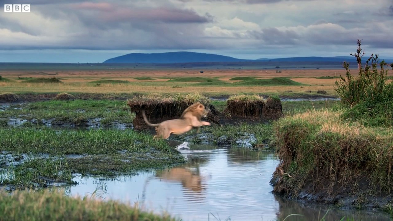 Hyena pack attacks lion | FULL CLIP