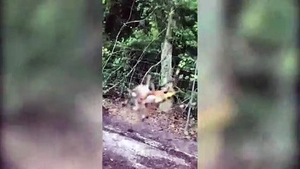 Böyle av görülmedi! İzleyenler hayrete düşüyor...