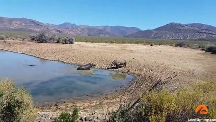 Gergedan ve Su Aygırı'nın ölümcül kavgası